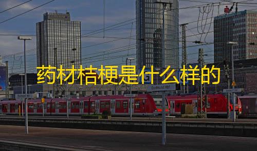 和平精英辅助卡网货源药材桔梗是什么样的